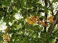 Beech leaves, Hampstead Heath P1140618